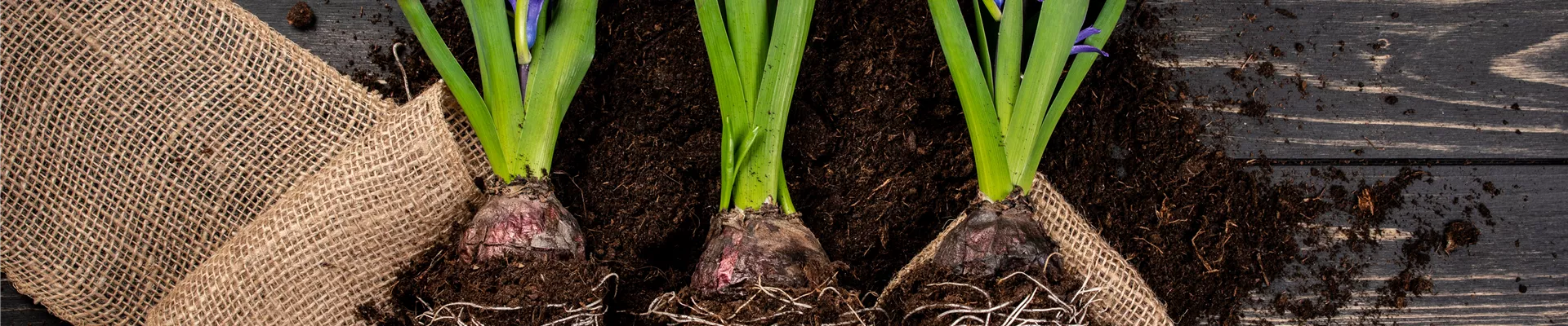 Blumenzwiebeln pflegen – was Zwiebelblüher im Jahr brauchen