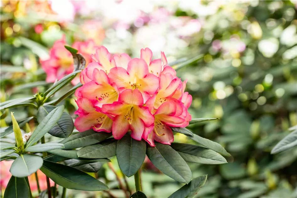white rhododendron Fortune Rhododendron – 100 Seeds main image 0