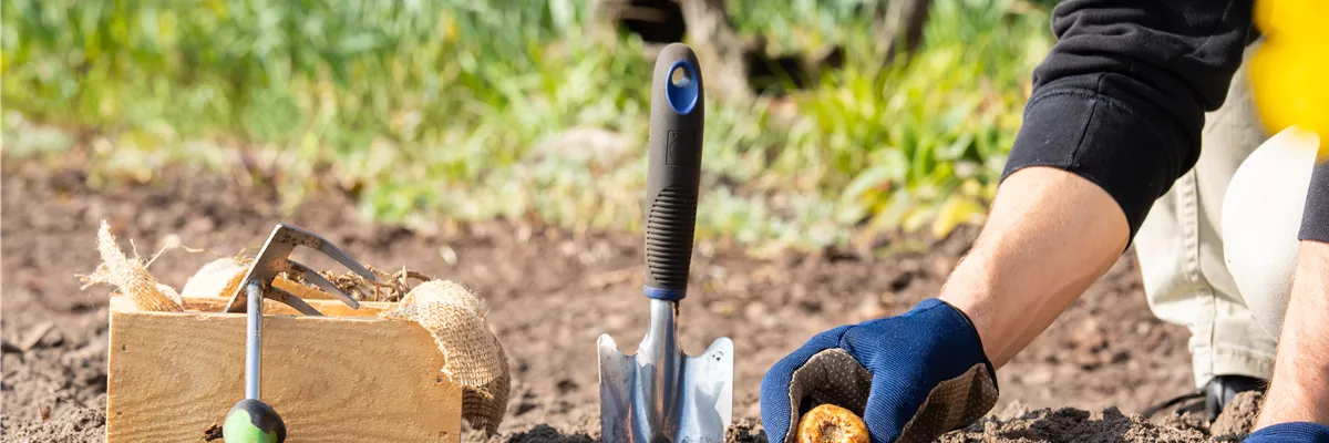 Blumenzwiebeln einpflanzen