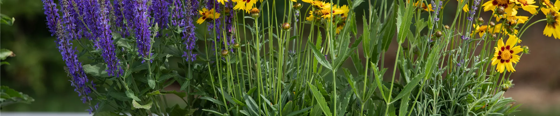Die schönsten Sommerblumen für den Garten