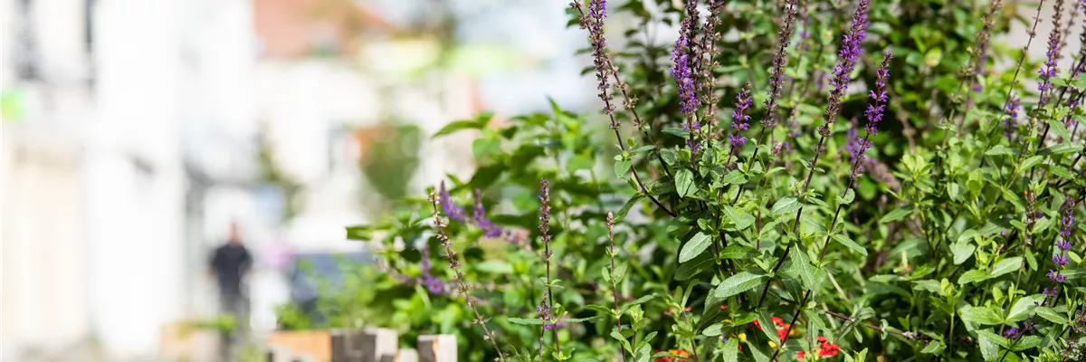 Urban Gardening – selbst in der Stadt ist Platz zum Gärtnern