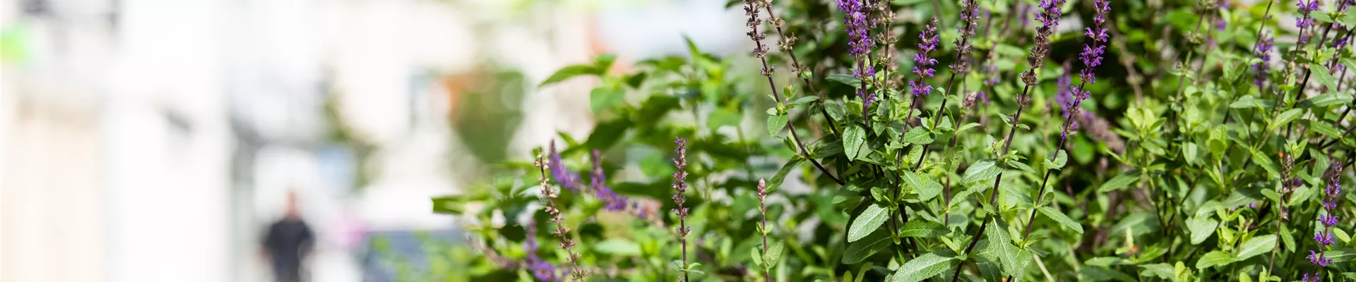 Urban Gardening – selbst in der Stadt ist Platz zum Gärtnern