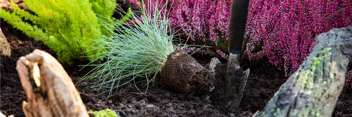 Gräser pflanzen - dies gilt es zu beachten