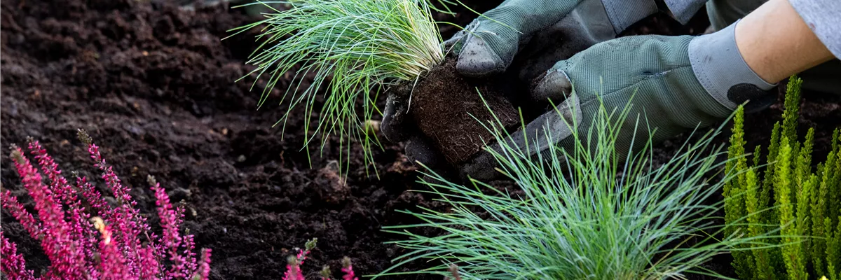Einfach schicke Gräser für den Balkon auswählen und pflanzen