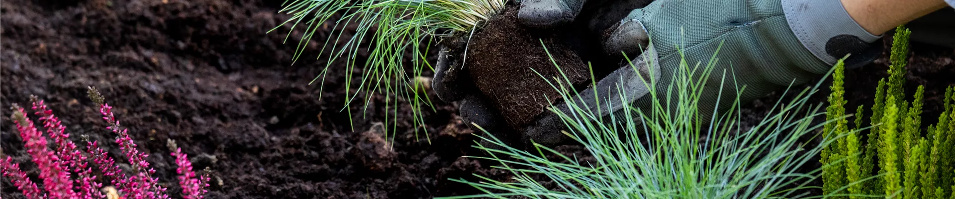 Einfach schicke Gräser für den Balkon auswählen und pflanzen