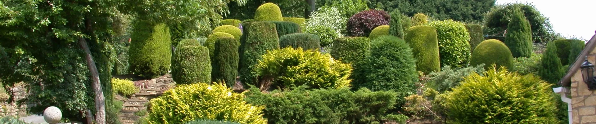 Die Koniferen überzeugen durch ihre eindrucksvolle Vielfalt