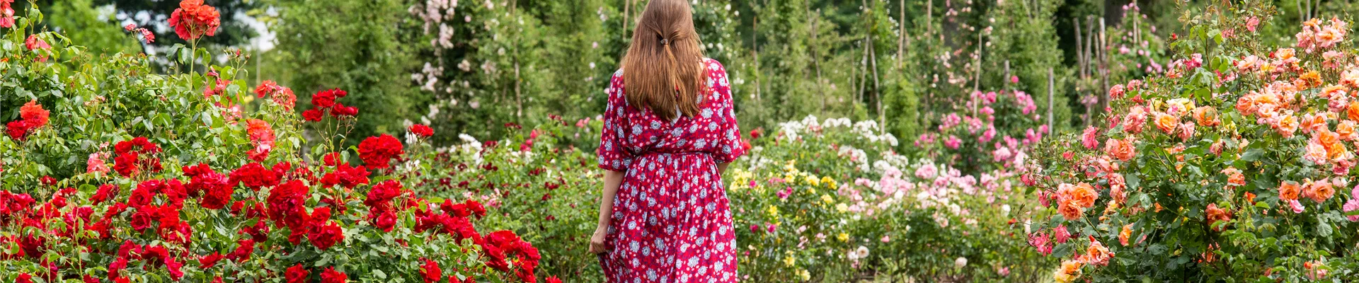Rosenpflege im Sommer – Für die Königin nur das Beste