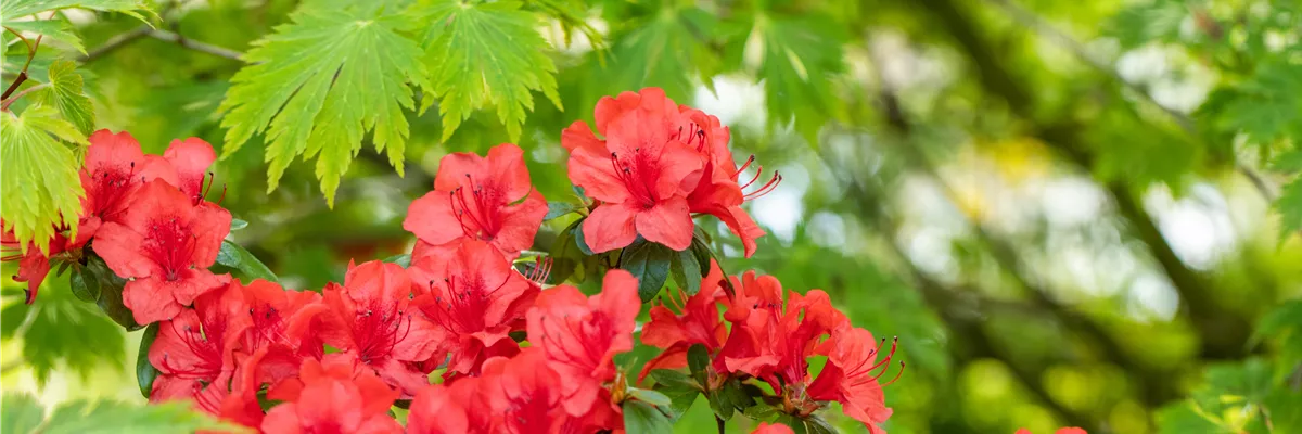 Rhododendron molle ssp. japonicum 'Nordlicht'