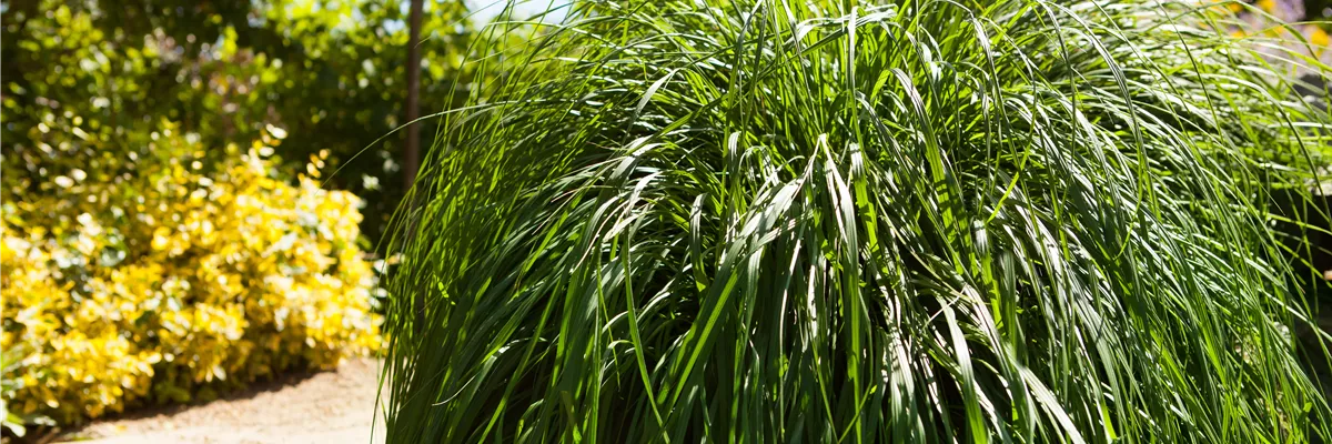 Pennisetum alopecuroides