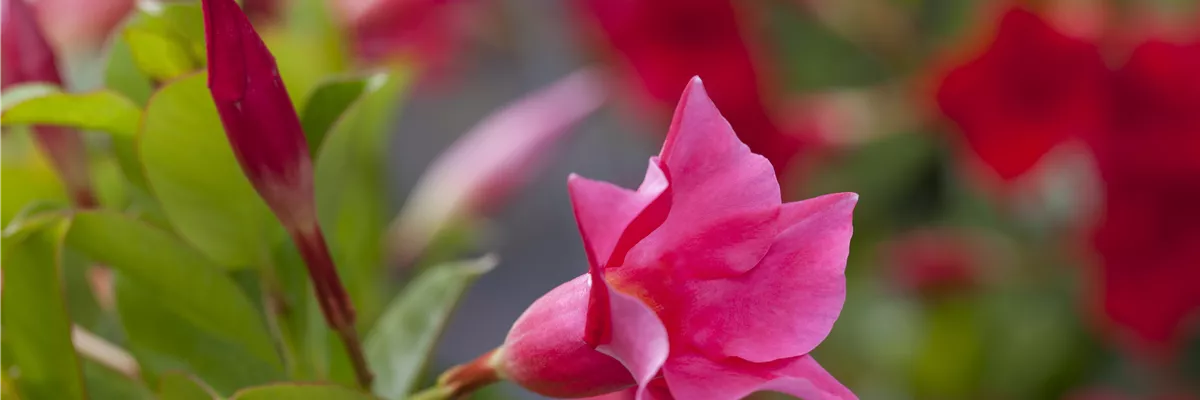 Mandevilla sanderi 'Diamantina'®