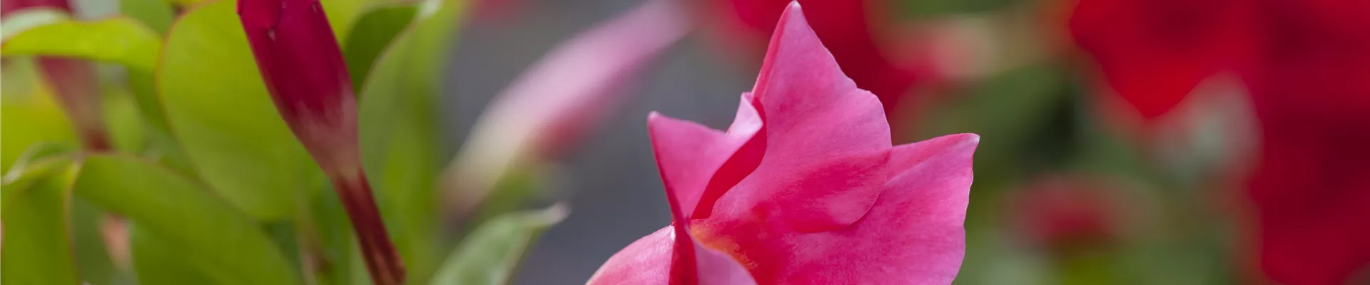 Mandevilla sanderi 'Diamantina'®