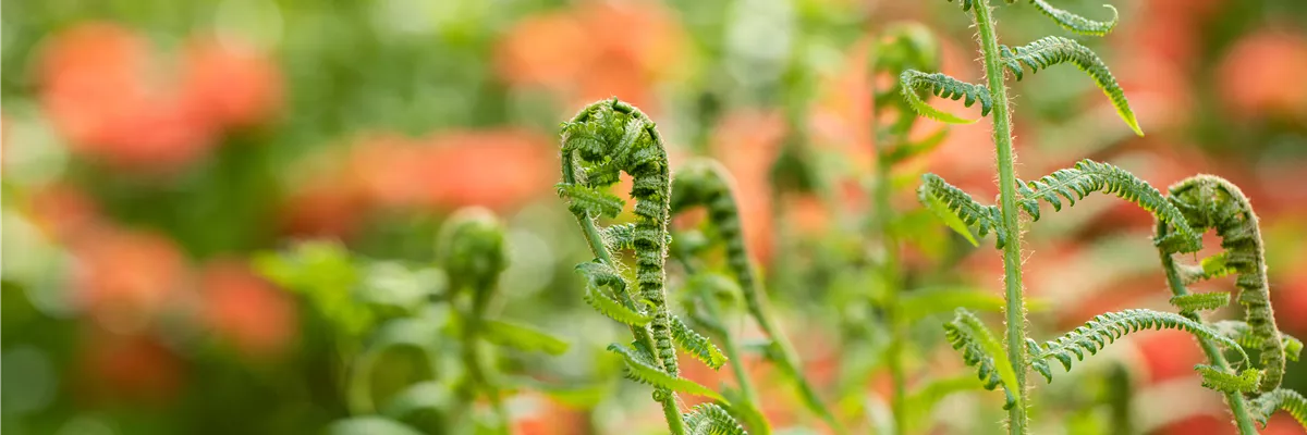 Dryopteris filix-mas