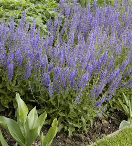 MEHRJäHRIGE BLAUE PRACHT