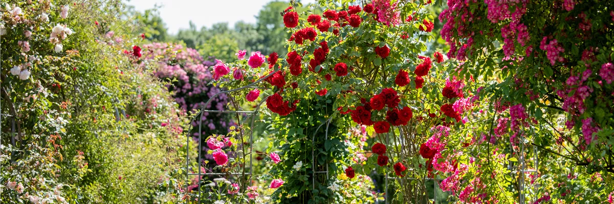 Tipps für einen Rosengarten