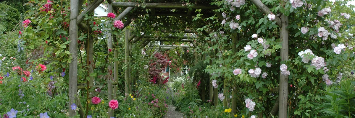 Die richtige Wahl von Rankhilfen für Kletterpflanzen