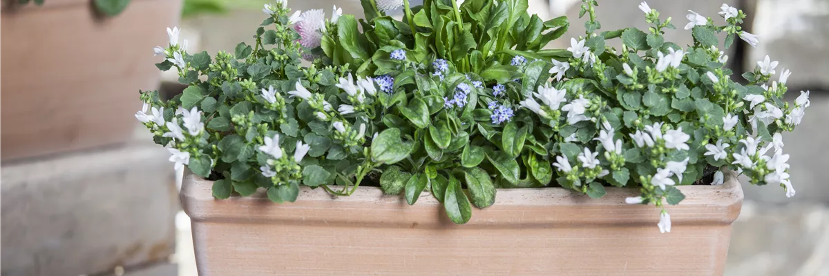 Campanula poscharskyana