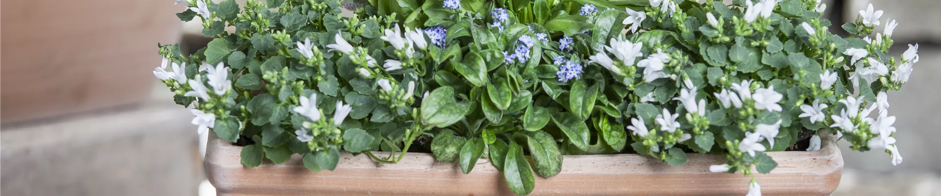 Campanula poscharskyana