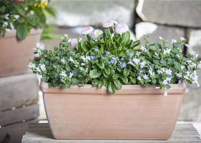 Wie jeder Balkon im Frühling zum dekorativen Blickfang wird Wie jeder Balkon im Frühling zum dekorativen Blickfang wird