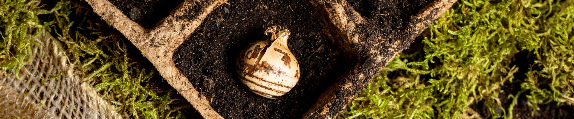 Das Pflanzen von Blumenzwiebeln im Herbst erzeugt Vorfreude