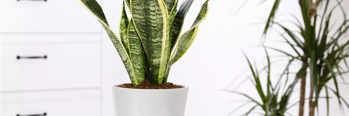 Sansevieria trifasciata