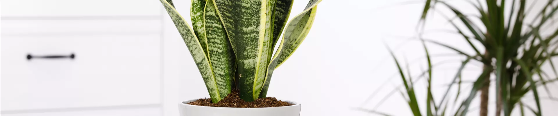 Sansevieria trifasciata