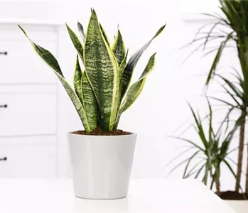 Zimmerpflanzen sind eine Wohltat für Körper, Geist und Seele