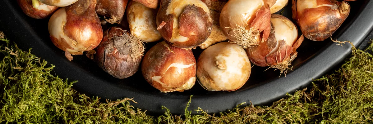 Der grüne Tipp: Wie kluge Gärtner Blumenzwiebeln überwintern