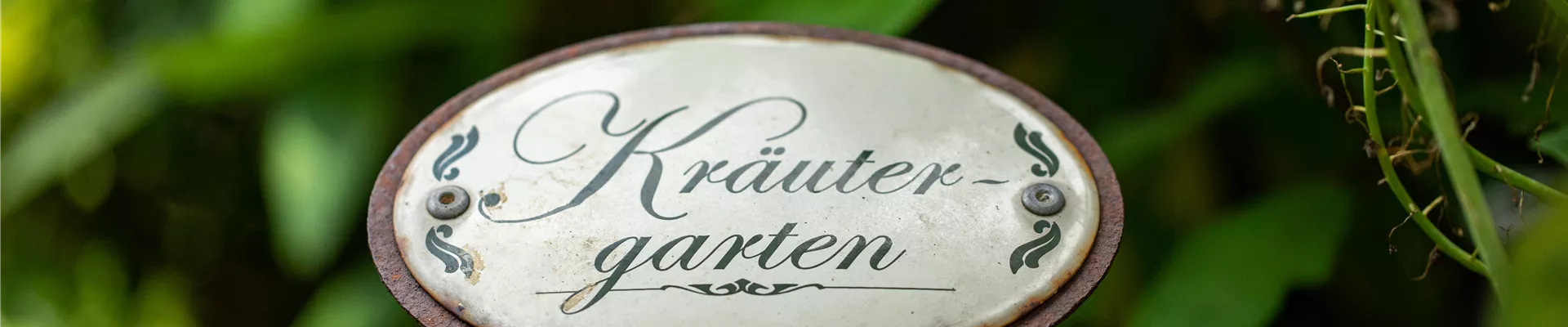 Ernte ohne Garten - Im duftenden Kräutergarten auf dem Balkon