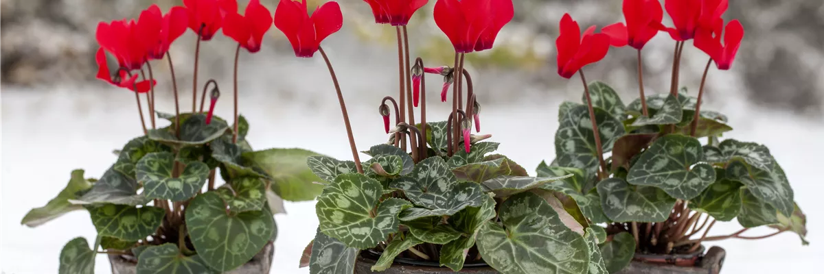 Cyclamen 'Midi Wella'