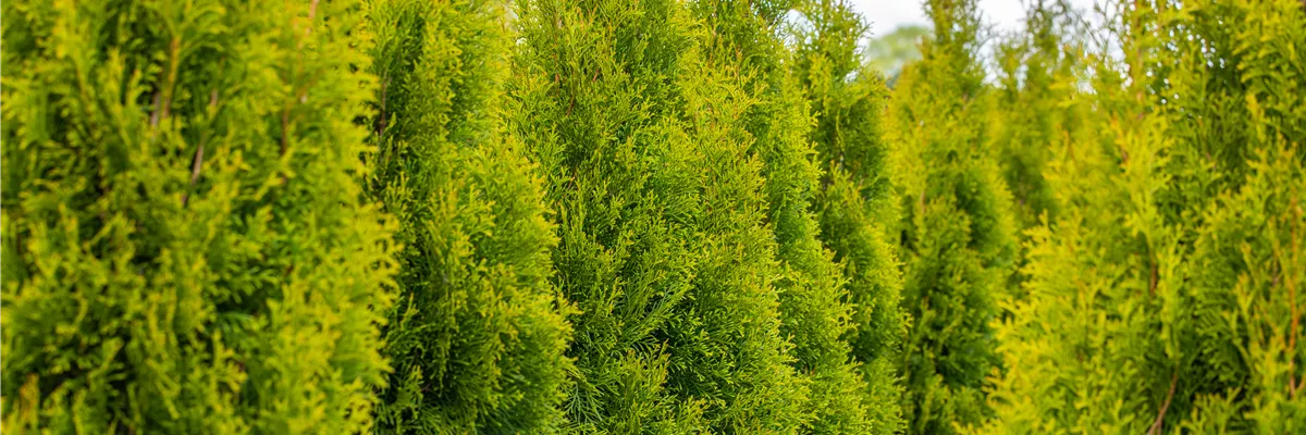 Thuja occidentalis 'Smaragd'