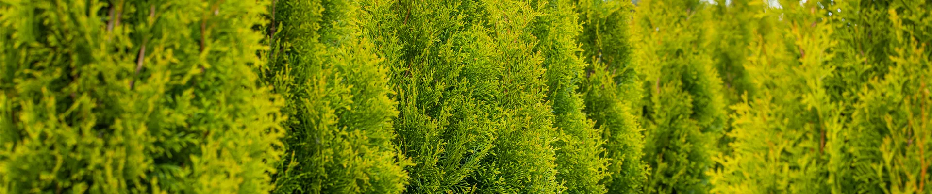 Thuja occidentalis 'Smaragd'