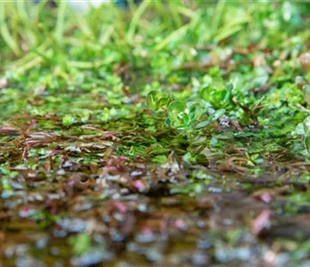 So werden Wasserpflanzen ohne Teich zum Blickfang