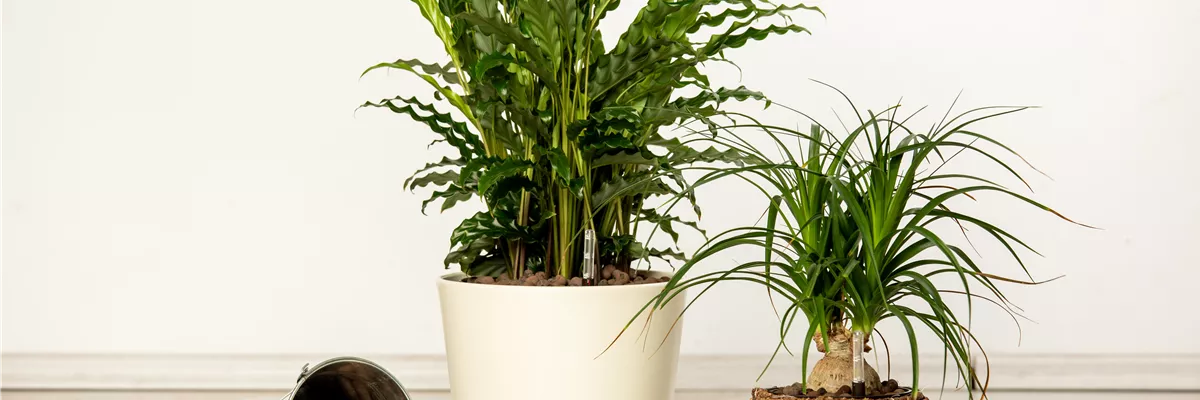 Hydrokultur – ideal als Alternative zur Aufzucht im Erdboden