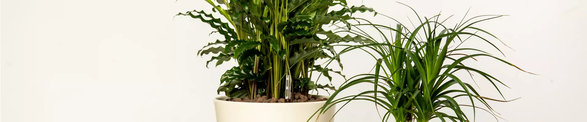 Hydrokultur – ideal als Alternative zur Aufzucht im Erdboden