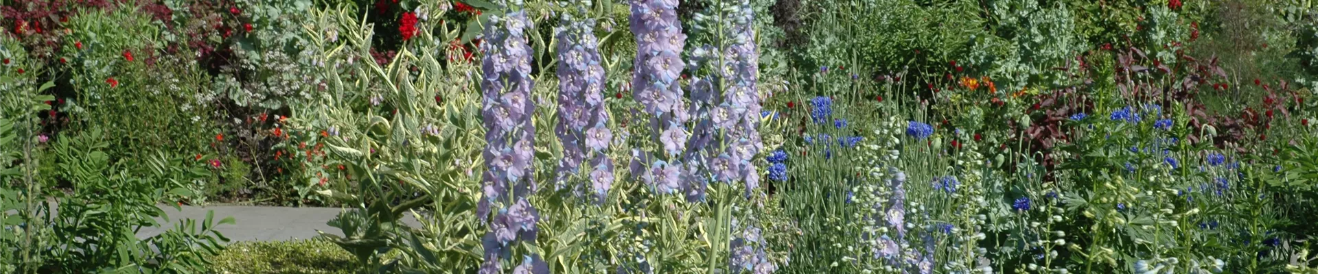 Beliebte Stauden, die in keinem Staudenbeet fehlen sollten: