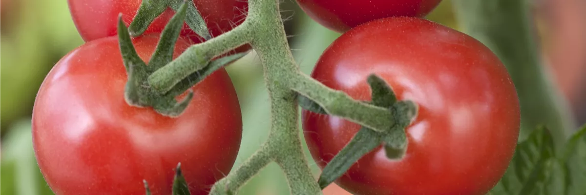 Solanum lycopersicum