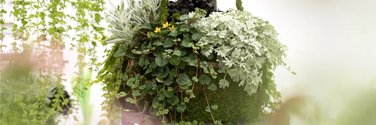 Blattschmuckpflanzen sorgen für Ruhe und Harmonie im Garten