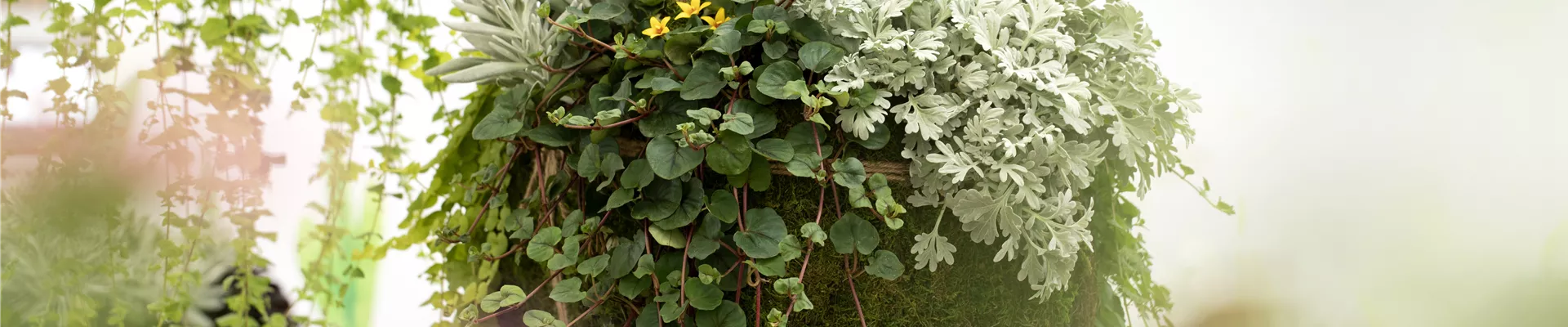 Blattschmuckpflanzen sorgen für Ruhe und Harmonie im Garten