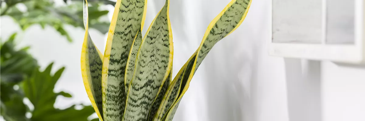 Sansevieria trifasciata
