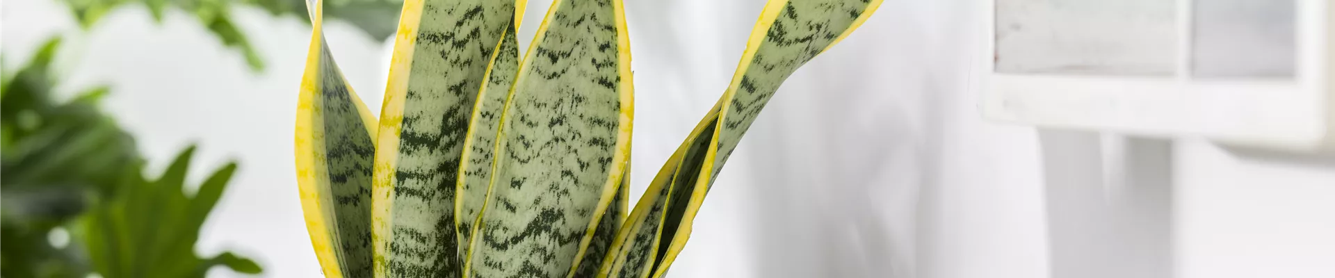 Sansevieria trifasciata