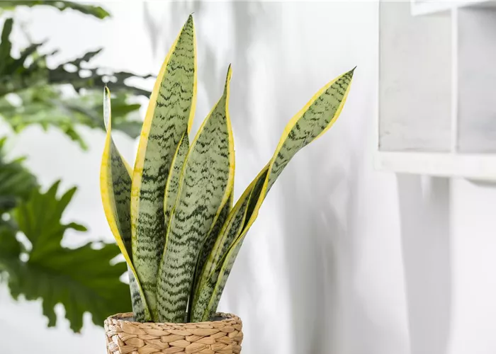 Beliebte Zimmerpflanzen machen aus jeder Wohnung ein Zuhause