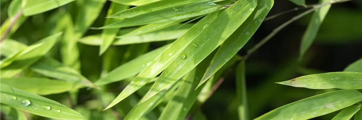 Fargesia nitida 'Black Pearl'