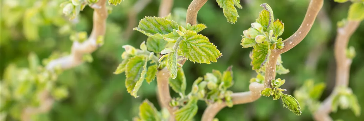 Corylus avellana 'Scooter'