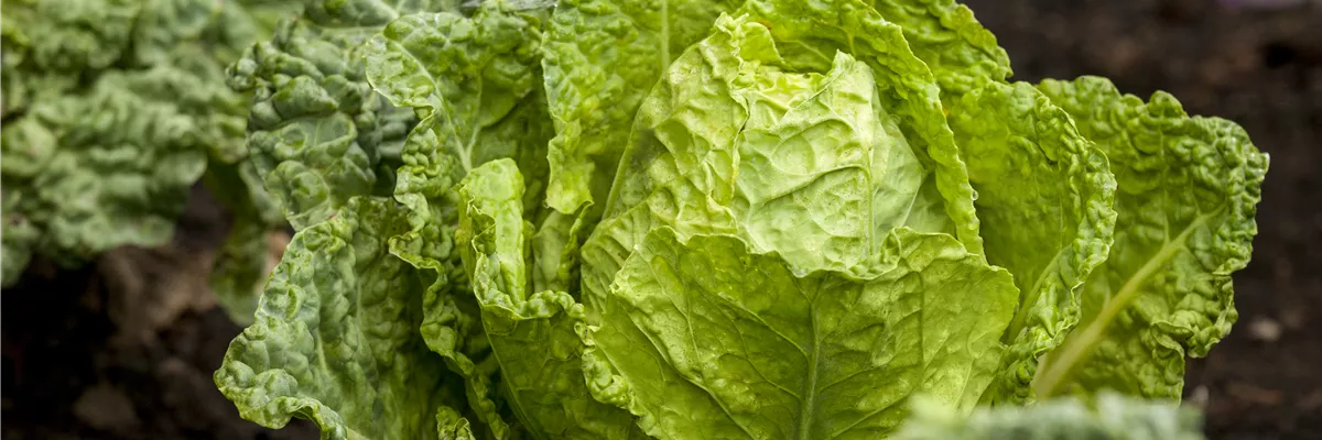 Brassica oleracea var. capitata