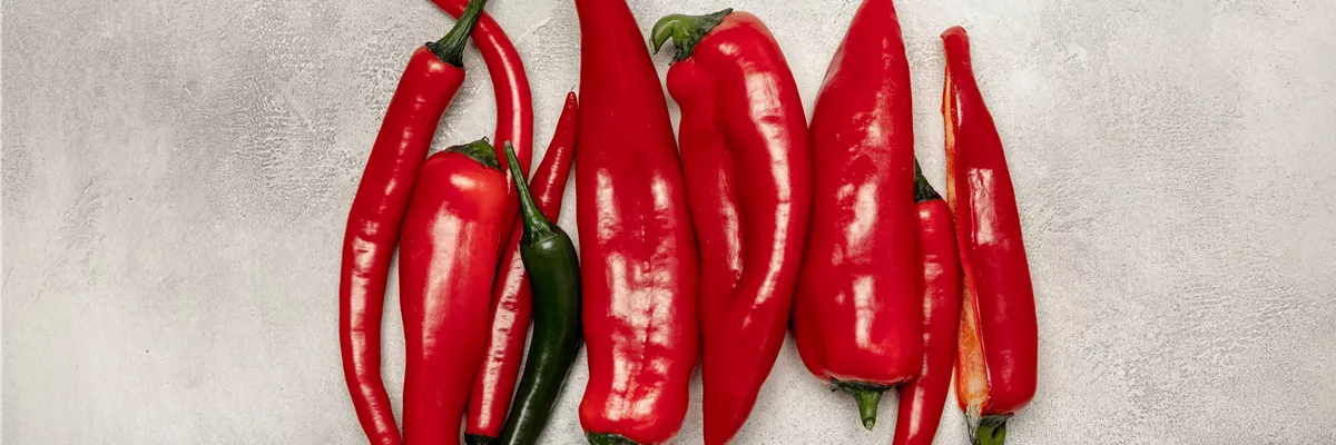 Chili und Paprika