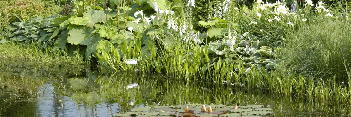 Gezielt die passenden Wasserpflanzen für den Teich aussuchen