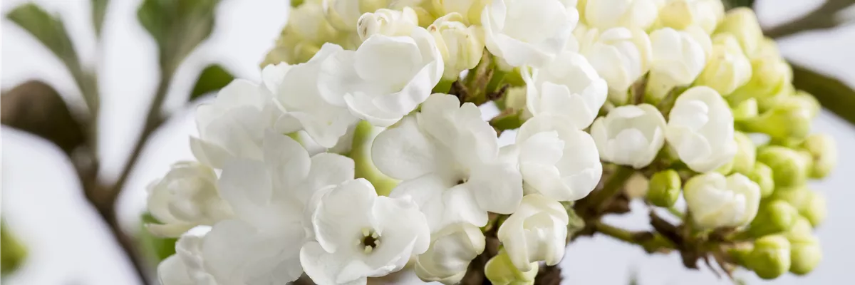 Viburnum plicatum 'Schroeders Nadine'