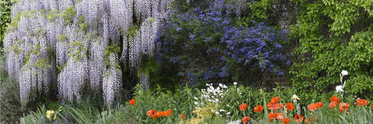 Schattenstauden – Die machen auch im Schatten eine richtig gute Figur