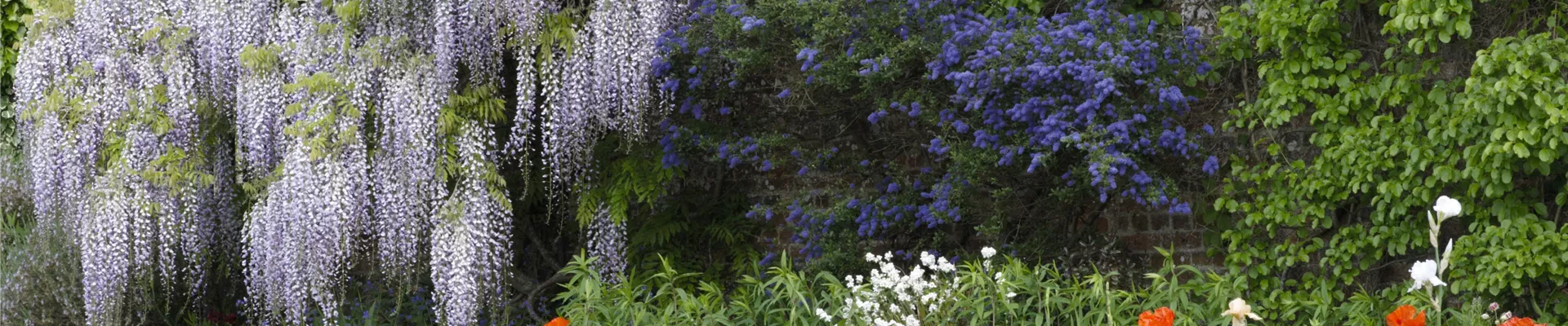 Schattenstauden – Die machen auch im Schatten eine richtig gute Figur