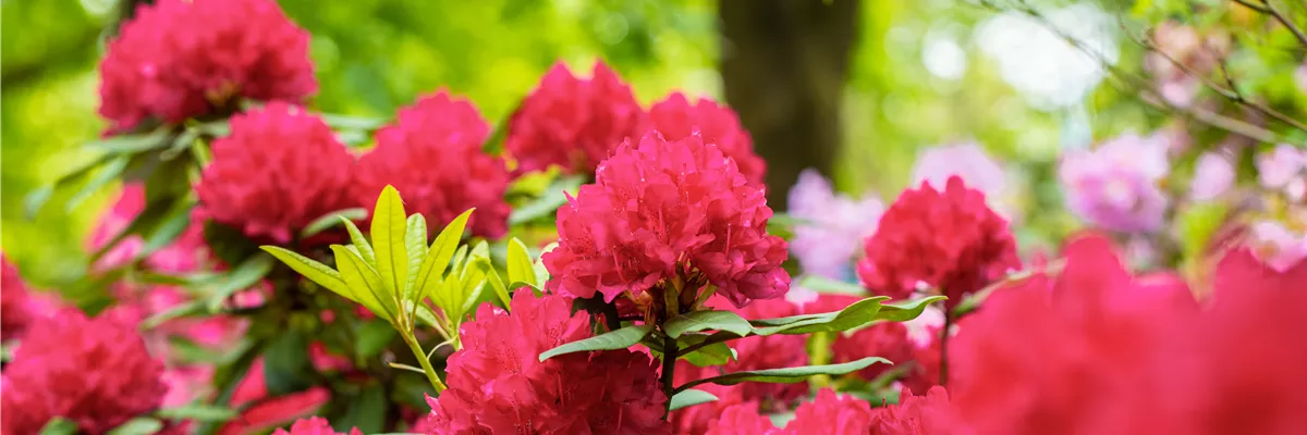 Rhododendron 'Vilem Heckel'